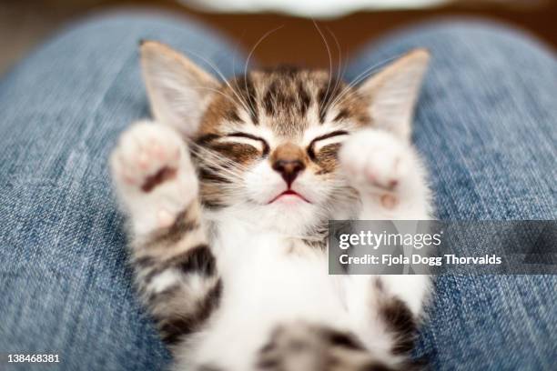 kitten on lap - cat sleeping stockfoto's en -beelden