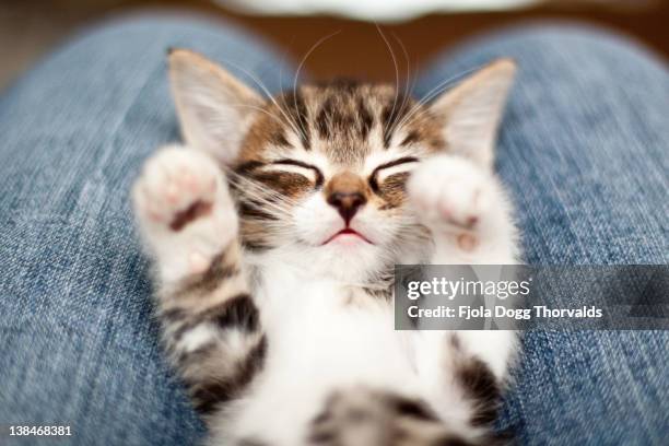 kitten on lap - kattunge bildbanksfoton och bilder