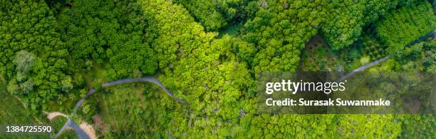 aerial view of rubber plantation colorful trees in the forest aerial view of green leaf background - kautschukbaum stock-fotos und bilder