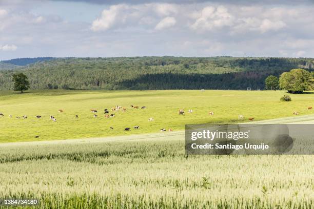 wheat field and cows grazing on a meadow - ardennes stock pictures, royalty-free photos & images