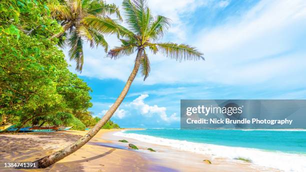 mirissa beach, sri lanka. - beach and palm trees stock-fotos und bilder