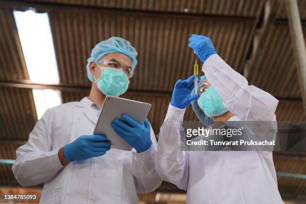 two veterinarian works on a dairy farm. - vaccination barn asian stock pictures, royalty-free photos & images