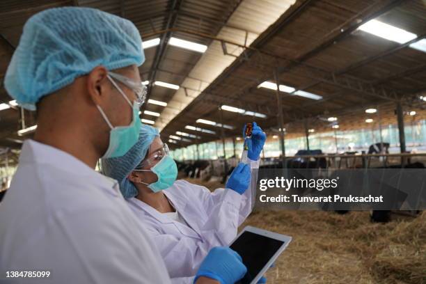 two veterinarian works on a dairy farm. - vaccination barn asian stock pictures, royalty-free photos & images