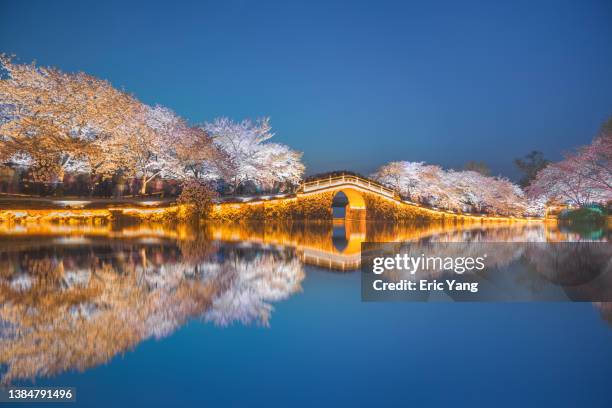 night view of lakeside park in cherry blossom season - oriental cherry tree stock pictures, royalty-free photos & images