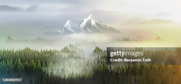 stockillustraties, clipart, cartoons en iconen met pine forest mountains in mist - wandelen bos