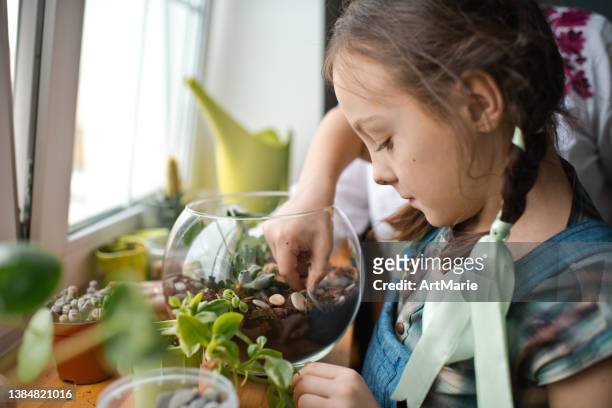 family transplanting plants in florarium at home - floral decoration stock pictures, royalty-free photos & images