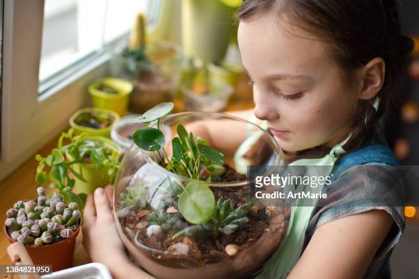 mädchen, das pflanzen im florarium zu hause umpflanzt - art class stock-fotos und bilder