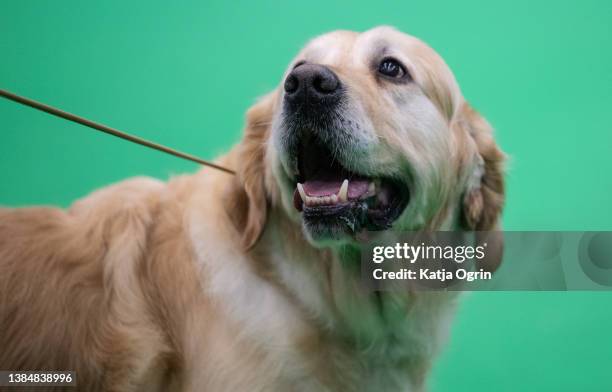 Golden Retriever dog on day four at Crufts Dog Show at National Exhibition Centre on March 13, 2022 in Birmingham, England. Crufts returns this year...