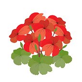 Bunch of Red Geranium Flowers on White Background