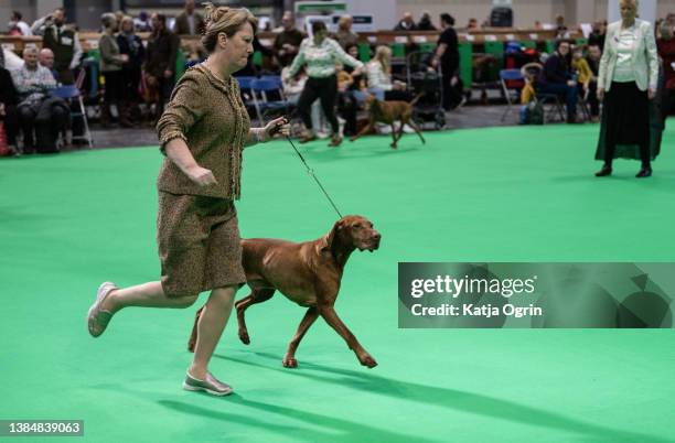 Hungarian Vizsla competes on day four at Crufts Dog Show at National Exhibition Centre on March 13, 2022 in Birmingham, England. Crufts returns this...
