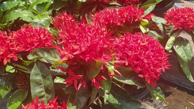 95 Ixora Flower Videos and HD Footage - Getty Images