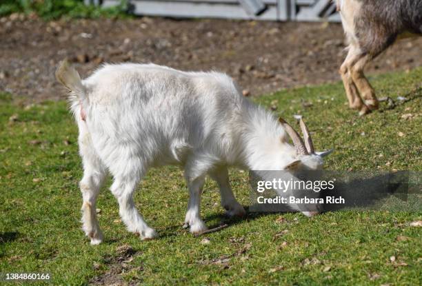 albino nigerian dwarf pygmy goat grazing in the pasture - goat grazing stock pictures, royalty-free photos & images