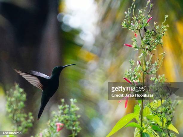 hummingbird (kolibri) - kolibri fotografías e imágenes de stock