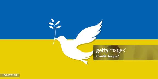 friedenstaube auf der flagge der ukraine - white pigeon stock-grafiken, -clipart, -cartoons und -symbole