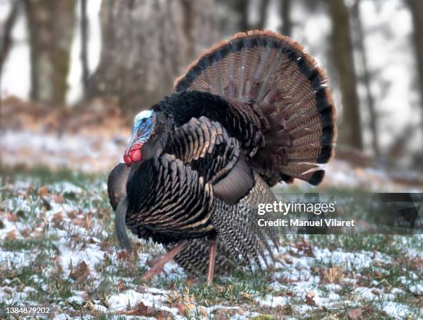 wild tom turkey 1 - turkey feathers 個照片及圖片檔