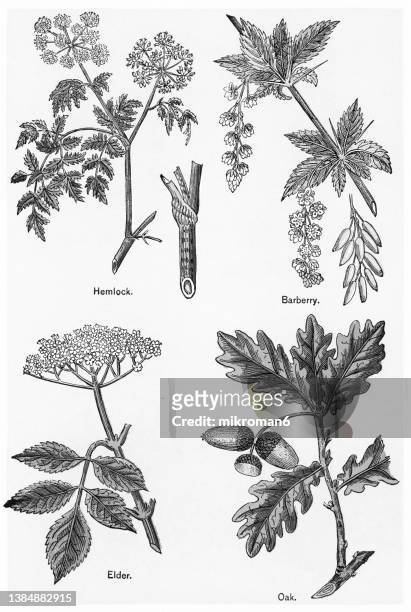 old chromolithograph illustration of medical plants - poison hemlock stock pictures, royalty-free photos & images