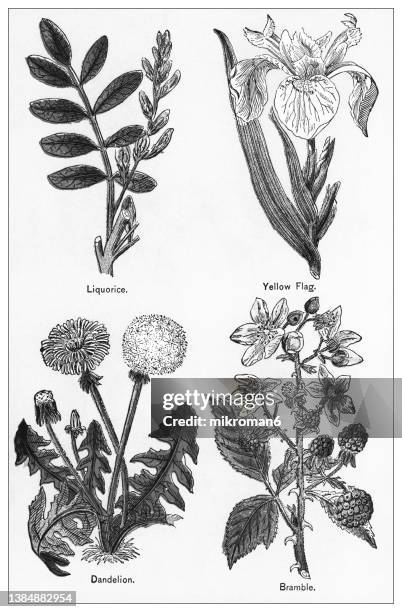 old chromolithograph illustration of medical plants - dandelion leaf stock pictures, royalty-free photos & images