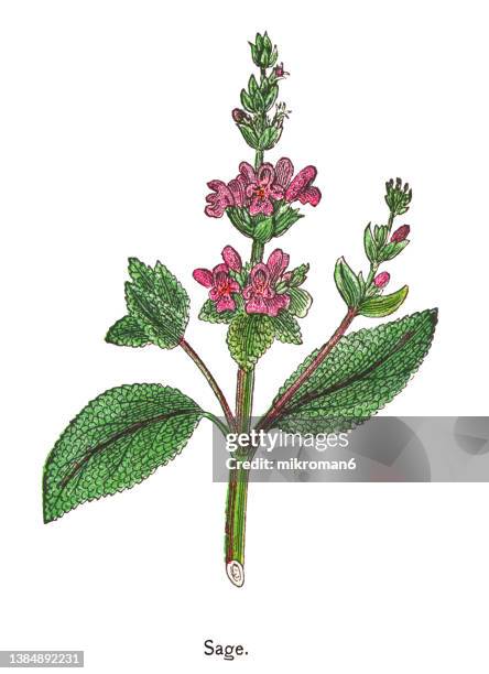 old chromolithograph illustration of the common sage or sage (salvia officinalis) - salie stockfoto's en -beelden