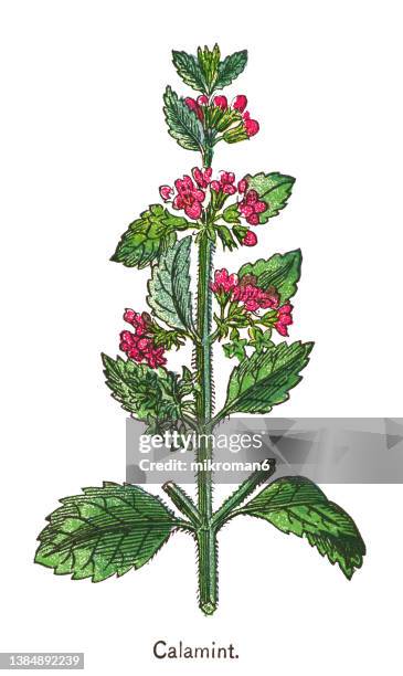 old chromolithograph illustration of calamintha is a genus of plants family lamiaceae - calamintha stock pictures, royalty-free photos & images