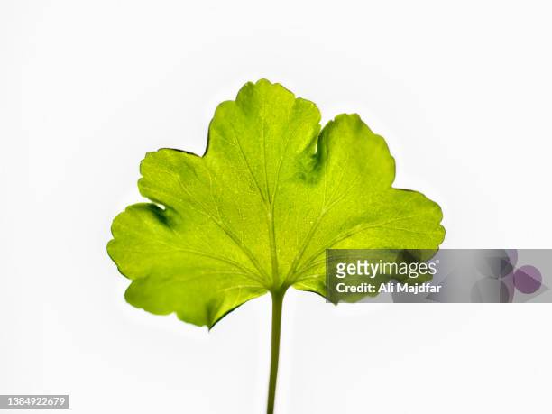 geranium leaf - géranium photos et images de collection