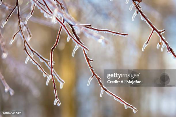 freezing rain on branches - icicle macro stock pictures, royalty-free photos & images