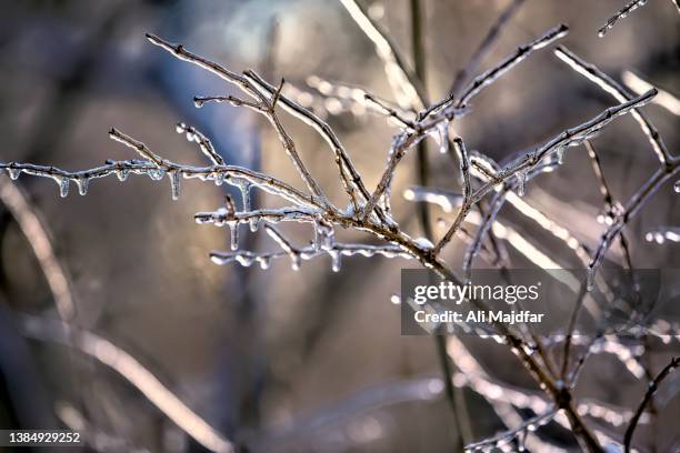 Freezing Ran Trees Freezing Rain Trees