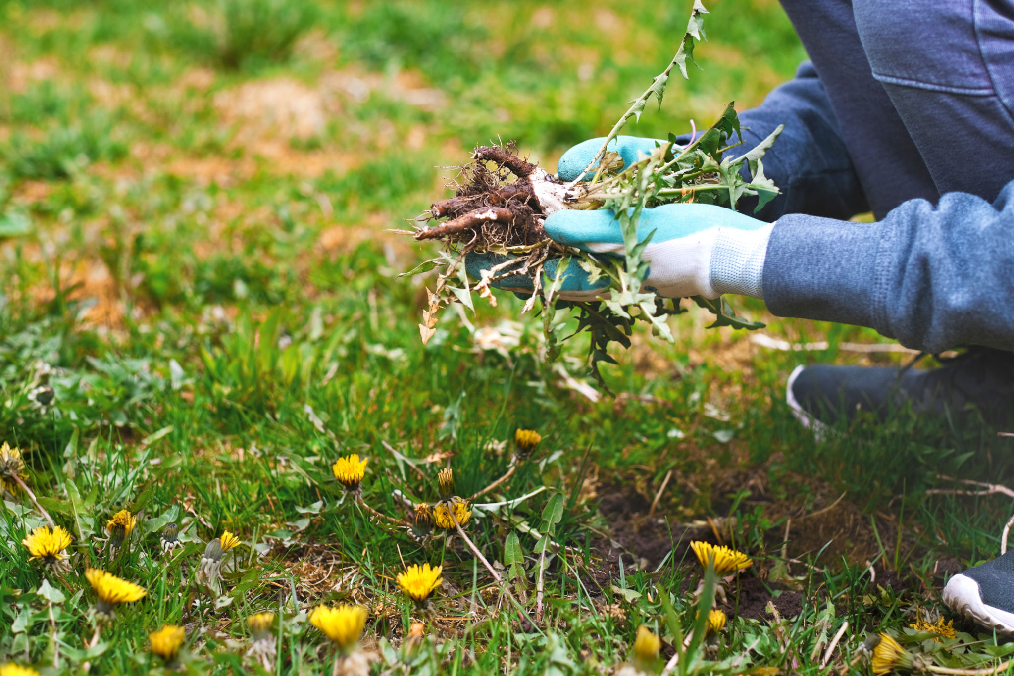 garden maintenance