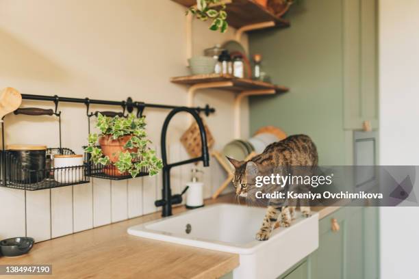 insolent assertive cat walks on the kitchen table. stylish kitchen in brown tones. naughty cat on the table. gorgeous sleek domestic cat. - cat hammock stock pictures, royalty-free photos & images