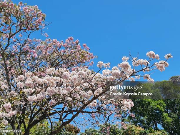tree in full blossom in costa rica - 尼科亞半島 個照片及圖片檔