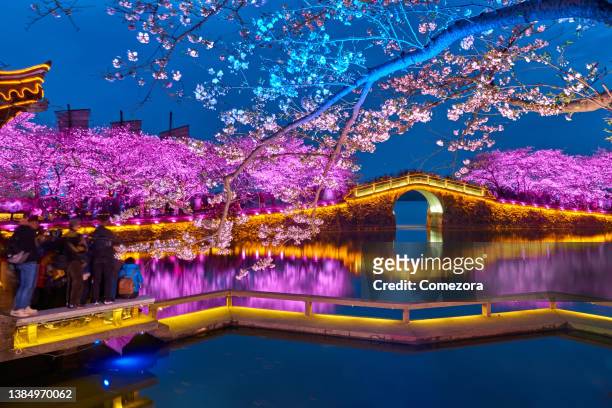 cherry blossoms lush at sunset sky - jiangshu stock pictures, royalty-free photos & images