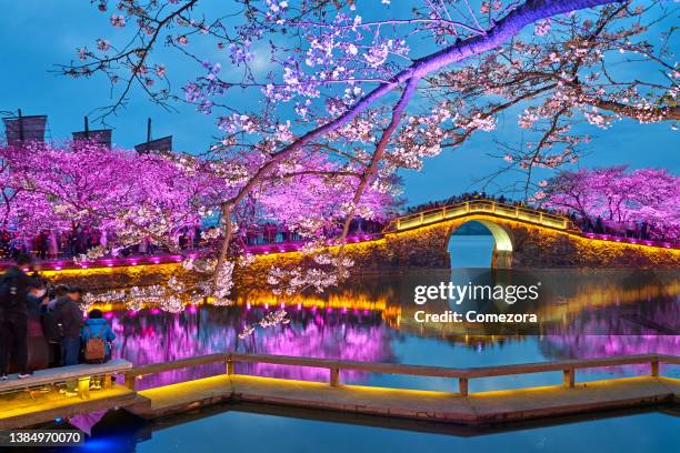 cherry blossoms lush at sunset sky - jiangshu stock-fotos und bilder