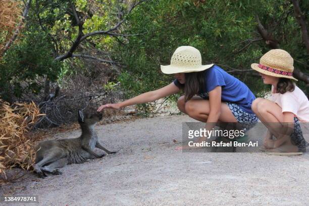 australian girls petting a western grey kangaroo joey in lucky bay western australia - kangaroo on beach foto e immagini stock