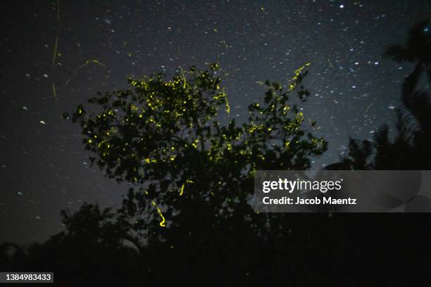 fireflies in tree along bohol river at night - bohol stockfoto's en -beelden