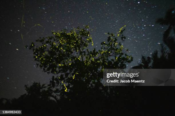 fireflies in tree along bohol river at night - bohol stock pictures, royalty-free photos & images