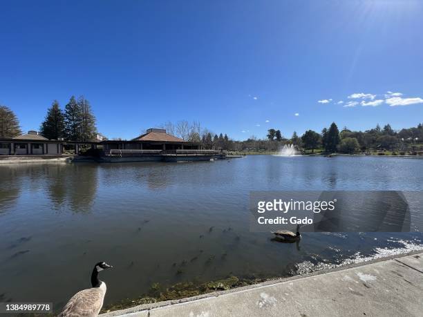 Canada goose is visible beside the human-made lake at Heather Farm Park, Walnut Creek, California, February 21, 2022. Photo courtesy Sftm.