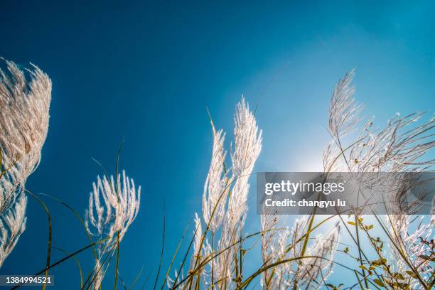 reeds in the sun - sala grande foto e immagini stock