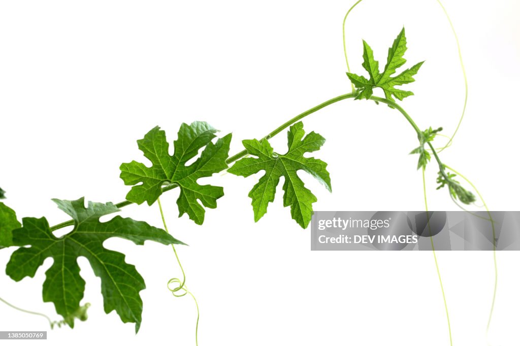 Cucumber leaves isolated on white