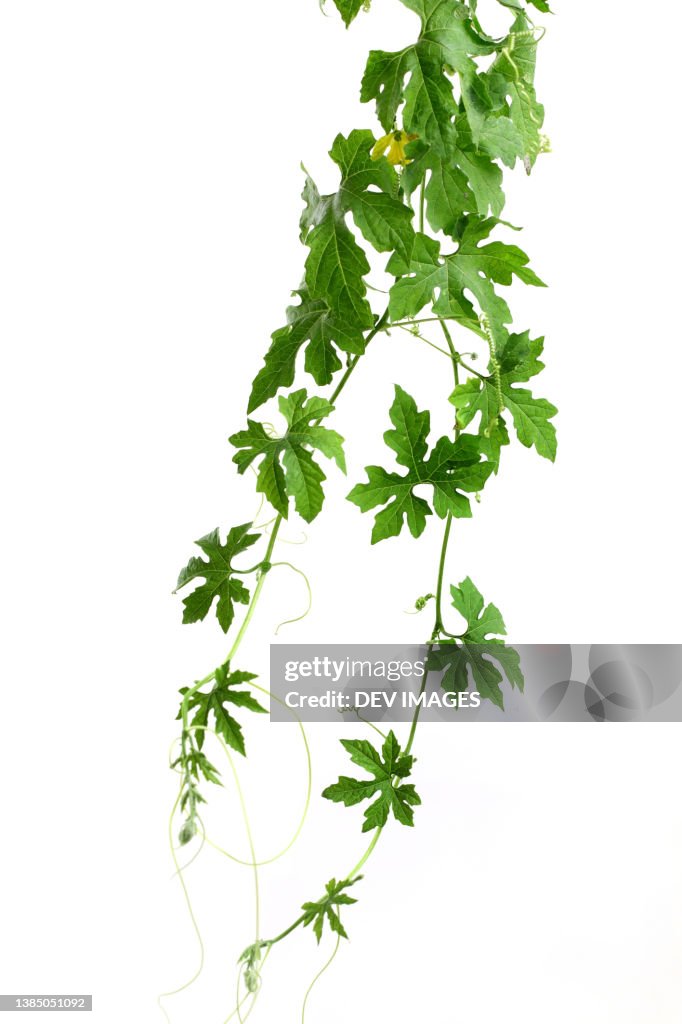 Cucumber leaves isolated on white