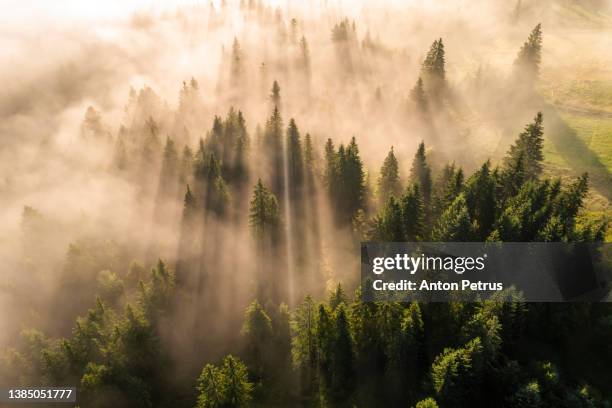 aerial view of a misty dawn in the mountains. carpathian mountains, ukraine - karpaten stock-fotos und bilder