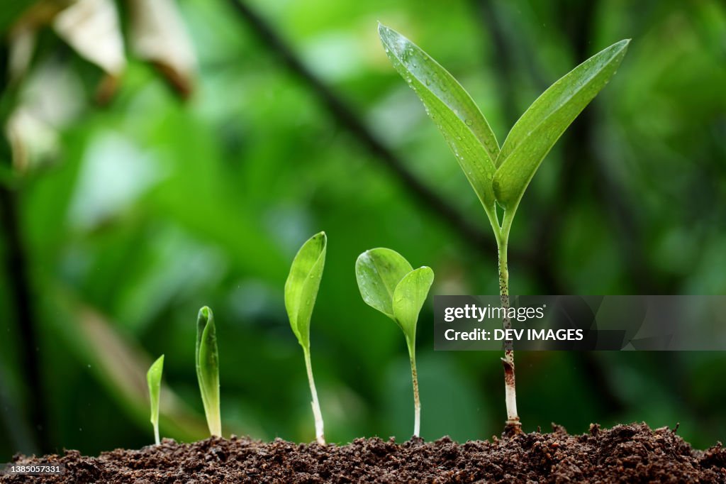 Plant growth-New life