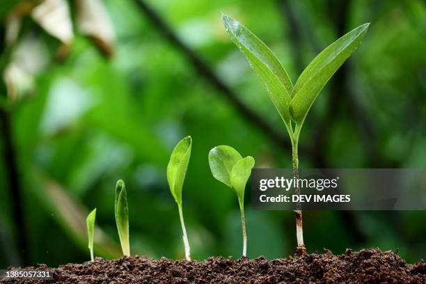plant growth-new life - evolução imagens e fotografias de stock