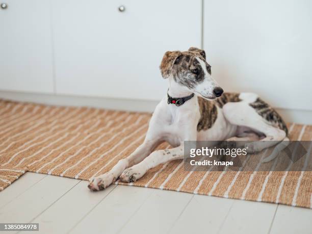 cute lurcher puppy dog at home at floor - lurcher stockfoto's en -beelden