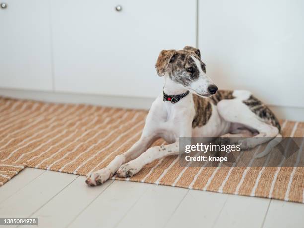 cute lurcher puppy dog at home at floor - whippet puppy stock pictures, royalty-free photos & images