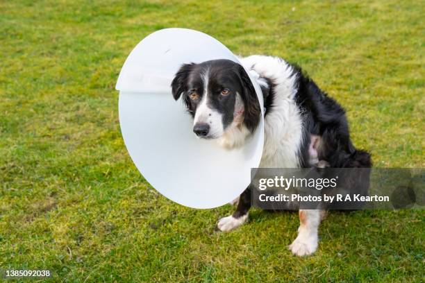 dog wearing an e collar after surgery - cono fotografías e imágenes de stock