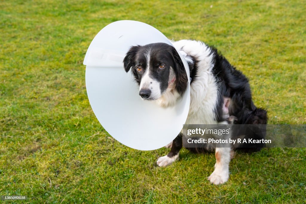 Dog wearing an E Collar after surgery