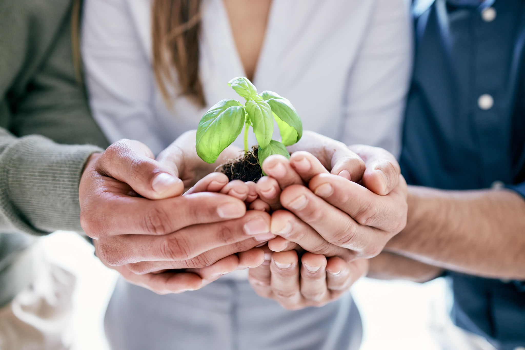 Shot of a group of unrecognizable businesspeople holing a budding plant while standing in their office Shot of a group of unrecognizable businesspeople holing a budding plant while standing in their office