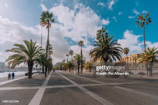 barcelona trees with silhouette. port vell promenade locations with palm trees streets of barcelona, catalonia, spain. - promenade stockfoto's en -beelden