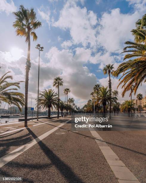 barcelona trees with silhouette. port vell promenade locations with palm trees streets of barcelona, catalonia, spain. - uferpromenade stock-fotos und bilder