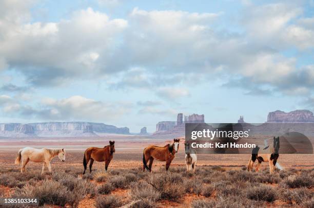 wild horses at monument valley, usa - desert sky stock pictures, royalty-free photos & images