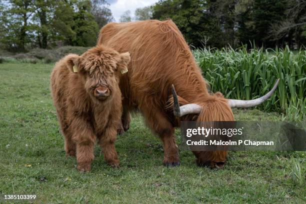 highland cow and calf - 'highland' cattle are a scottish breed originally from the outer hebrides. - calf stock pictures, royalty-free photos & images